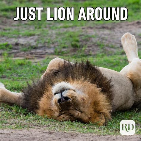 funny lion memes